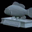 Dusky-grouper-40.png fish dusky grouper / Epinephelus marginatus statue detailed texture for 3d printing