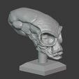 01.jpg Crystal Skull