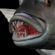 Dentex-head-trophy-23.png fish head trophy Common dentex / dentex dentex open mouth statue detailed texture for 3d printing
