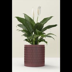 untitled.195.jpg Planter Pot indoor outdoor cactus vase