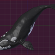 Ballena Entrega 5.PNG Кит