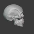 skull01.jpg Human Skull 2.0