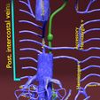 file-5.jpg Venous system thorax abdominal vein labelled 3D model