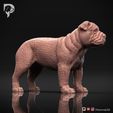 Bulldog-Pose-02-Dog-3D-Print-2s.jpeg Bulldog Dog 3D Print Model Pose 02
