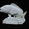 Dentex-trophy-50.png fish Common dentex / dentex dentex trophy statue detailed texture for 3d printing
