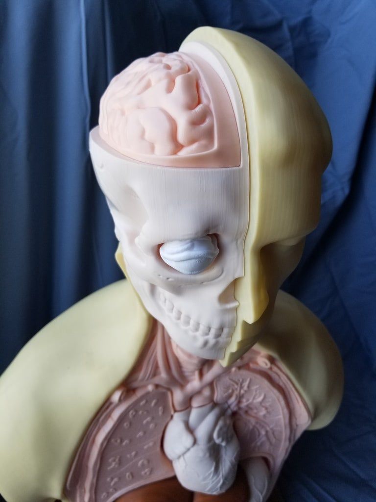 20190426_130740.jpg Fichier STL gratuit Modèle de torse d'anatomie humaine・Modèle à télécharger et à imprimer en 3D, ccjr