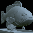 White-grouper-statue-49.png fish white grouper / Epinephelus aeneus statue detailed texture for 3d printing