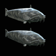 Catfish-Europe-12.png FISH WELS CATFISH / SILURUS GLANIS solo model detailed texture for 3d printing