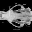 dorsalview.jpg Ursus maritimus, cráneo del oso polar