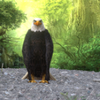 0_00011.png Eagle Eagle - DOWNLOAD Eagle 3d Model - Animated for Blender-Fbx-Unity-Maya-Unreal-C4d-3ds Max - 3D Printing Eagle Eagle BIRD - DINOSAUR - POKÉMON - PREDATOR - SKY - MONSTER