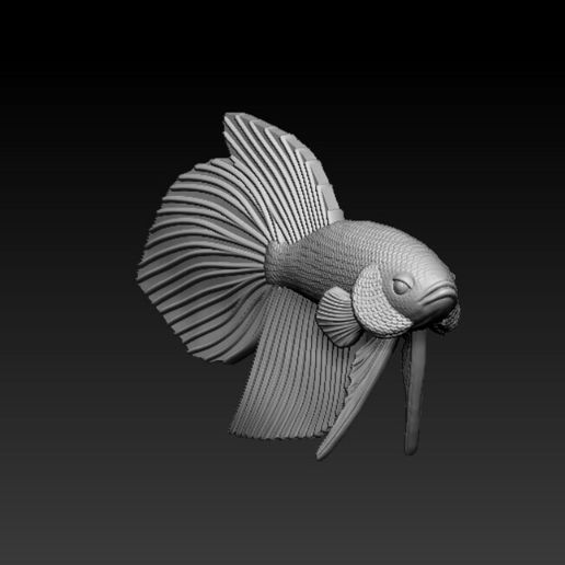 z5494475945341_f0219ab9941dd741bd4a84a9c19122f7.jpg Betta Fish Veiltail - Ready For 3D Printing