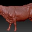vaca_1.jpg COW