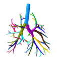 8.png Tracheobronchial Tree Segmented in 101 Parts