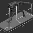 Elby_Measurements.jpg Life size baby T-rex skeleton - Part 01/10