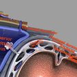 8.jpg Brain with meninges scalp detailed labelled 3D