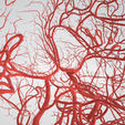 artery,-cerebrovascular,-brain,-face,-hemisphere,-willis,-dental,-neck,-vein,-head,-cerebellum,-vasc.png 3D 头颈部血管解剖图 - 动脉、静脉和脑血管系统