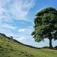 77326496-4ec8-443c-9f95-5bcacf18720b.jpg AS Simple Trees - Sycamore Gap Tree