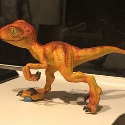 IMG_7766.JPG Baby Velociraptor