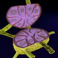 lymph-node-lymphatic-system-3d-model-fbx-blend-1.jpg Lymph node Lymphatic system 3D model