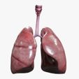 Lungs.jpg Internal organ set