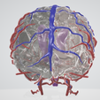 brain,-hemisphere,-cavernous,-human-brain,-brain-stem,-cerebral,-cranial,-nerve,-vein,-willis-circle.png Modèle de cerveau en 3D avec hémisphère, tronc cérébral, cervelet et système artériel et veineux très détaillé, y compris le cercle de Willis.