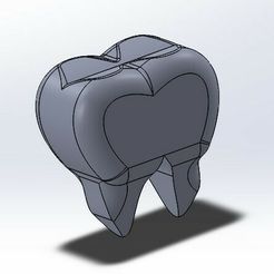 1.jpg Human tooth model