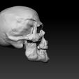 Skull-model-RIGHT-SIDE.jpg Skull of Human 3D Model