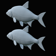 Bream-fish-36.png fish Common bream / Abramis brama solo model detailed texture for 3d printing