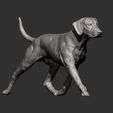 rhodesian-ridgeback-running10.jpg rhodesian ridgeback running 3D printed model