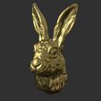 21.jpg Hare head