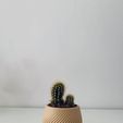 Maceta_3.1.jpg Mini Pot Flower Pot Cactus Pot - Mini Pot Flower Pot Cactus Pot