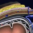 18.jpg Brain with meninges scalp detailed labelled 3D