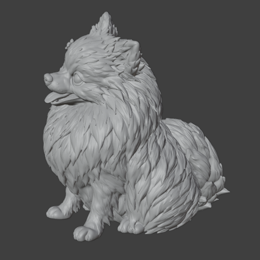 Pomeranian Dog