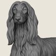 Afghan-Hound-Dog-02.jpg Afghan Hound Dog
