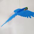 IMG_20240621_152602144.jpg Flying Macaw