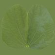 3-leaf-1.jpg Green Tree Flowers 3D Model