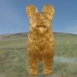 6.jpg Briard Berger de Brie