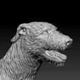 irish-wolfhound-3d-model-0bdc04ca5d.jpg Irish Wolfhound dog