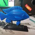 Tilapia-Trophy_FIN-PIC-1.jpg STL file Tilapia Trophy & Stand・3D printable model to download