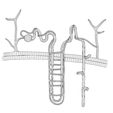 Nephron_Wireframe_1.png Kidney Nephron Structure Anatomy