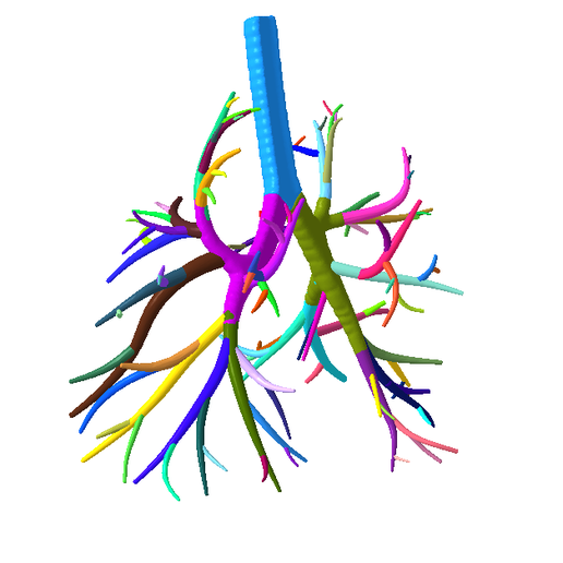 4.png Tracheobronchial Tree Segmented in 101 Parts
