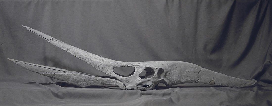 Pteranodon03.jpg Download file Life-size Pteranodon skull fossil • 3D printing object, Inhuman_species