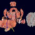 screenshot146.jpg Central nervous system cortex limbic basal ganglia stem cerebel 3D model