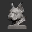 French_Bulldog7.jpg French Bulldog bust 3D print model