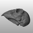 Parrot skull 1 V01-01.jpg STL file Parrot skull・3D printable design to download