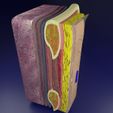 thoracic-wall-layers-3d-model-blend-18.jpg Thoracic wall layers 3D model