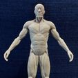 Cuerpo_Anatomia_Del.jpg Male body anatomy