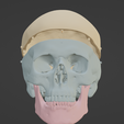 1.png 3D Model of Skull, Skull Cap and Mandible