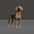 Weimaraner-02.png Weimaraner Hund