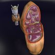 file-19.jpg Thyroid anatomy microscopic larynx trachea 3D model